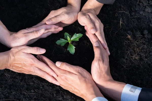 stock image Top view group of businesspeople grow and nurture plant together on fertilized soil concept of eco company committed to CSR corporate social responsible principle, reducing CO2 emission. Gyre