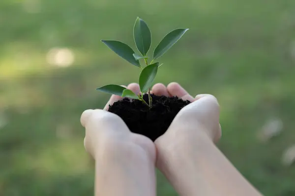 Promoting eco awareness on reforestation and long-term environmental sustainability with boy holding plant or sprout on fertile soil as nurturing greener nature for sustainable future. Gyre