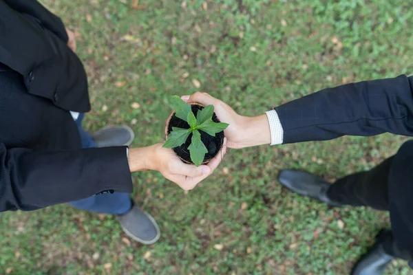 Top View Business People Holding Plant Concept Eco Company Committed — Stock Photo, Image
