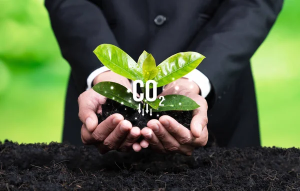 企业投资于植树造林 商人在土壤上种植幼苗 作为企业对通过培育环境和自然减少二氧化碳或碳排放的Esg承诺 可靠性 — 图库照片