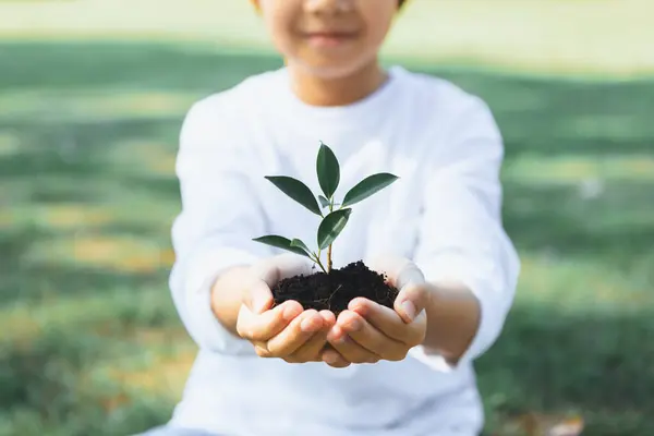Promoting eco awareness on reforestation and long-term environmental sustainability with asian boy holding sprout. Nurturing greener nature for future generation with sustainable ecosystem. Gyre