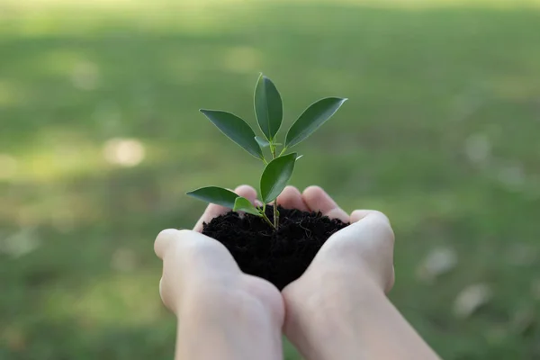 Promoting eco awareness on reforestation and long-term environmental sustainability with boy holding plant or sprout on fertile soil as nurturing greener nature for sustainable future. Gyre