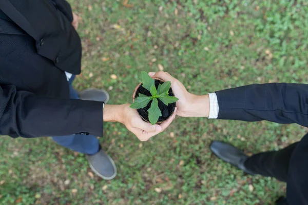 Top View Business People Holding Plant Concept Eco Company Committed — Stock Photo, Image