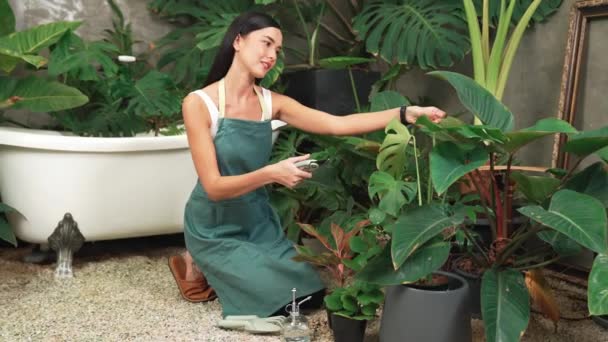 若い女性の庭師は 環境保護主義的なライフスタイルのためのホームガーデニング 夏のエキゾチックな植物の葉庭で 最小限の建築様式のトロピカルプラントに傾き トリミングします ブリテット — ストック動画