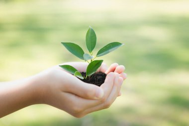 Ormanların yeniden ağaçlandırılması ve uzun vadeli çevresel sürdürülebilirlik konusundaki çevre bilincinin desteklenmesi, sürdürülebilir bir gelecek için daha yeşil doğayı beslemek amacıyla çocuk bitki ya da verimli topraklarda filizlenir. Döngü