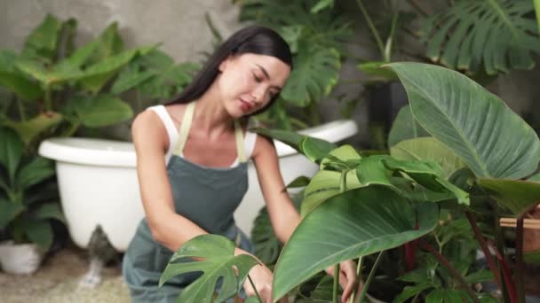 若い女性庭師は 環境保護主義的なライフスタイルのためのホームガーデニング 夏のエキゾチックな植物の葉庭で 最小限の建築様式で熱帯植物に傾倒し 栽培しています ブリテット — ストック動画