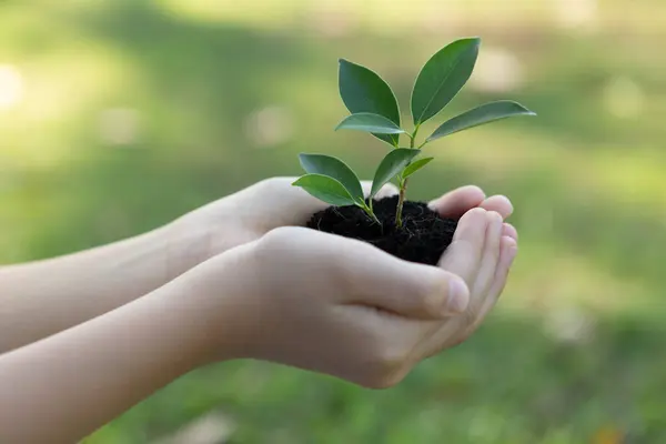 Promoting Eco Awareness Reforestation Long Term Environmental Sustainability Boy Holding — Stock Photo, Image