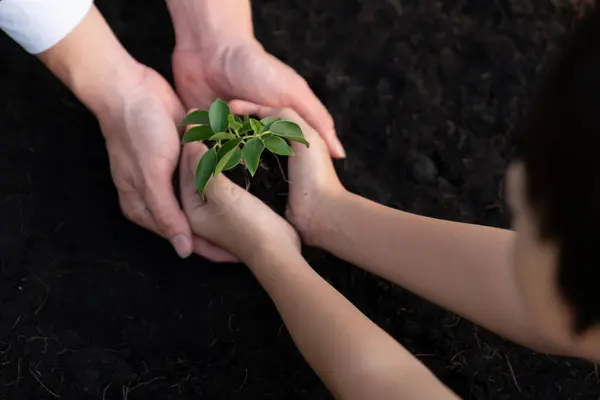 Бизнесмен Выращивает Культивирует Растение Удобренной Почве Маленьким Мальчиком Экологическая Компания — стоковое фото