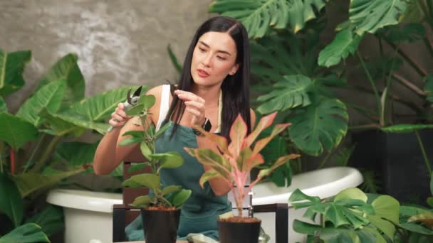 Jonge Vrouwelijke Tuinman Verzorgen Cultiveren Tropische Plant Minimalistische Architectonische Betonnen — Stockvideo