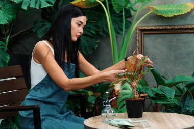 Genç kadın bahçıvan, minimalist mimari beton tarzında tropikal bitkilerle ilgileniyor ve onları buduyor yaz mevsiminde egzotik bitki yetiştirme bahçeleri, çevreci yaşam tarzları için ev bahçeleri. Blithe