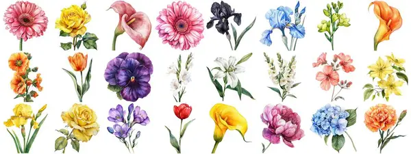 Υδατογραφία Λουλούδι Που Απομονώνονται Φόντο Διάφορα Floral Συλλογή Της Φύσης — Φωτογραφία Αρχείου