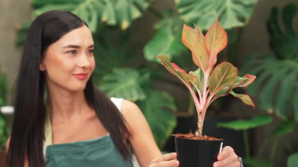 若い女性庭師は 環境保護主義的なライフスタイルのためのホームガーデニング 夏のエキゾチックな植物の葉庭で ミニマリスト建築様式のトロピカルプラントに優しい水やりをします ブリテット — ストック動画