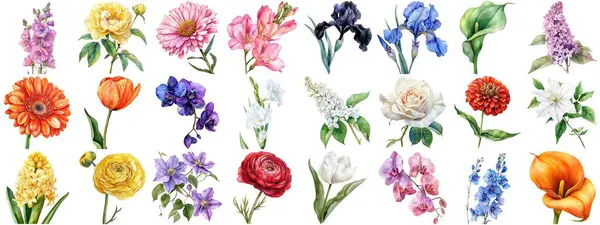 水彩花集孤立的背景 各种自然花卉收藏剪贴画艺术元素的复古植物婚礼或浪漫情人节卡片 削尖的边缘 — 图库照片