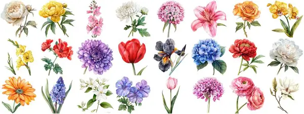 Aquarel Bloem Set Geïsoleerde Achtergrond Diverse Bloemen Collectie Van Natuur — Stockfoto