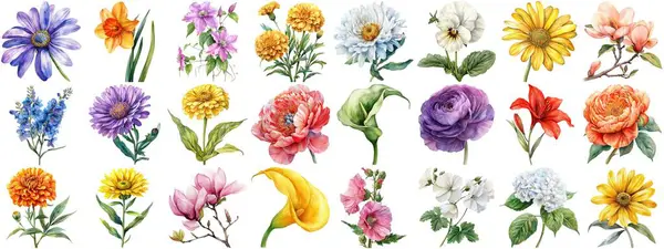 水彩花集孤立的背景 各种自然花卉收藏剪贴画艺术元素的复古植物婚礼或浪漫情人节卡片 削尖的边缘 — 图库照片