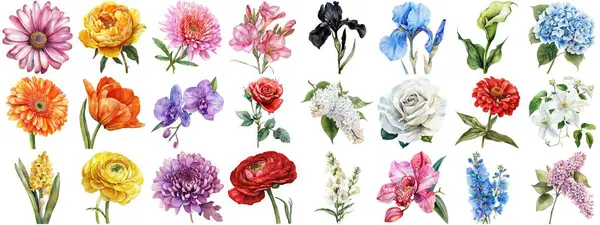 Акварель Цветок Набор Изолированный Фон Различные Цветочные Коллекции Природы Цветущий — стоковое фото