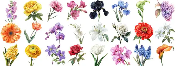 Akvarell Blomma Set Isolerad Bakgrund Olika Blommiga Samling Natur Blommande — Stockfoto