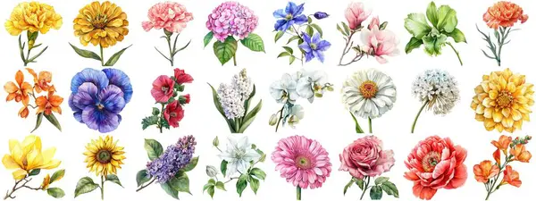 Watercolor Flower Set Isolated Background Various Floral Collection Nature Blooming — Stock Photo, Image