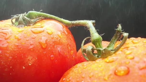 Makrografia Pomidory Zagnieżdżone Rustykalnym Drewnianym Koszu Prezentowane Dramatycznym Czarnym Tle — Wideo stockowe