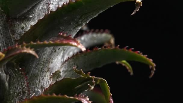 Makrografi Taze Bir Ananas Mantarının Karmaşık Ayrıntıları Koyu Siyah Bir — Stok video