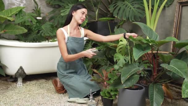 若い女性の庭師は 環境保護主義的なライフスタイルのためのホームガーデニング 夏のエキゾチックな植物の葉庭で 最小限の建築様式のトロピカルプラントに傾き トリミングします ブリテット — ストック動画