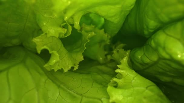 Macrografia Frunzele Proaspete Salată Evidențiază Fundal Negru Creând Contrast Vizual — Videoclip de stoc
