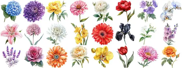 Acuarela Flor Conjunto Aislado Fondo Diversa Colección Floral Naturaleza Floreciente —  Fotos de Stock