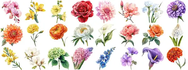 Flor Aquarela Definir Fundo Isolado Várias Coleção Floral Natureza Florescendo — Fotografia de Stock