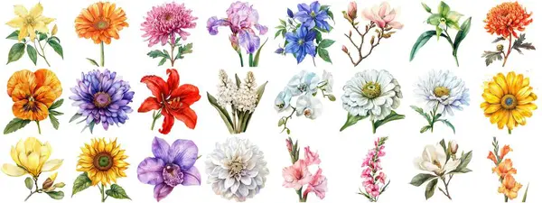 Akvarel Květiny Nastavit Izolované Pozadí Různé Květinové Kolekce Přírody Kvetoucí — Stock fotografie