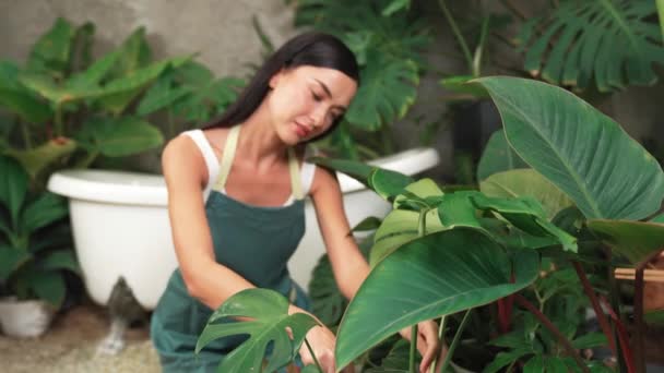 Junge Gärtnerin Pflegt Und Kultiviert Tropische Pflanze Minimalistischen Architektonischen Betonstil — Stockvideo