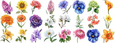 Suluboya çiçek, izole bir arkaplan. Çiçek açan çeşitli çiçek tokası koleksiyonları retro flora düğünü veya romantik sevgililer günü kartı için resim çizimleri. Çıtır çıtır kenarlar kesilmiş.