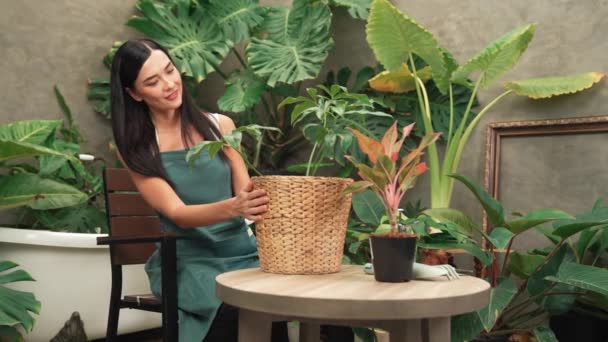 Junge Gärtnerin Pflegt Und Kultiviert Tropische Pflanze Minimalistischen Architektonischen Betonstil — Stockvideo