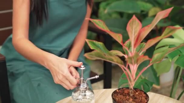 Giovane Giardiniere Femminile Tendente Dolce Irrigazione Alla Pianta Tropicale Stile — Video Stock