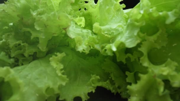Macrografia Frunzele Proaspete Salată Evidențiază Fundal Negru Creând Contrast Vizual — Videoclip de stoc