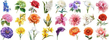 Suluboya çiçek, izole bir arkaplan. Çiçek açan çeşitli çiçek tokası koleksiyonları retro flora düğünü veya romantik sevgililer günü kartı için resim çizimleri. Çıtır çıtır kenarlar kesilmiş.