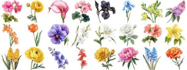 Suluboya çiçek, izole bir arkaplan. Çiçek açan çeşitli çiçek tokası koleksiyonları retro flora düğünü veya romantik sevgililer günü kartı için resim çizimleri. Çıtır çıtır kenarlar kesilmiş.