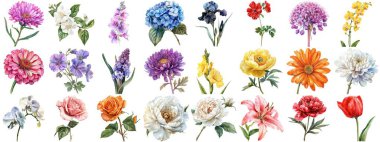 Suluboya çiçek, izole bir arkaplan. Çiçek açan çeşitli çiçek tokası koleksiyonları retro flora düğünü veya romantik sevgililer günü kartı için resim çizimleri. Çıtır çıtır kenarlar kesilmiş.