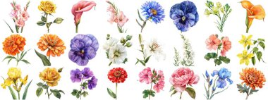 Suluboya çiçek, izole bir arkaplan. Çiçek açan çeşitli çiçek tokası koleksiyonları retro flora düğünü veya romantik sevgililer günü kartı için resim çizimleri. Çıtır çıtır kenarlar kesilmiş.