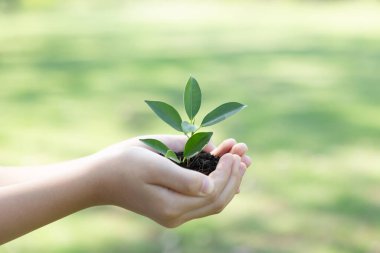 Ormanların yeniden ağaçlandırılması ve uzun vadeli çevresel sürdürülebilirlik konusundaki çevre bilincinin desteklenmesi, sürdürülebilir bir gelecek için daha yeşil doğayı beslemek amacıyla çocuk bitki ya da verimli topraklarda filizlenir. Döngü