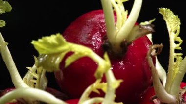 Dilimlenmiş taze turpun yakın çekimi siyah arka planda patlar. Canlı kırmızı et, karanlığa karşı bir işaret. Bu basit kompozisyon turpların eşsiz güzelliğini vurguluyor. Geliştirilebilir.