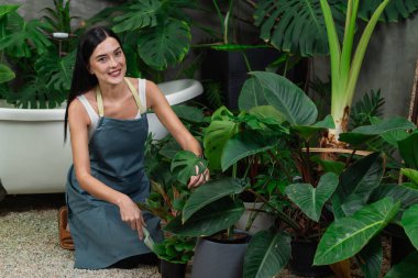 Genç kadın bahçıvan, minimalist mimari beton tarzında tropikal bitki yetiştiriyor yaz için egzotik bitki yetiştirme bahçesi, çevreci yaşam tarzı için ev sahipliği yapıyor. Blithe