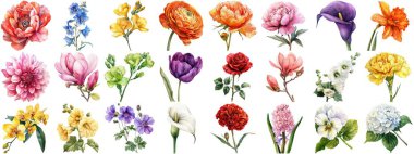 Suluboya çiçek, izole bir arkaplan. Çiçek açan çeşitli çiçek tokası koleksiyonları retro flora düğünü veya romantik sevgililer günü kartı için resim çizimleri. Çıtır çıtır kenarlar kesilmiş.