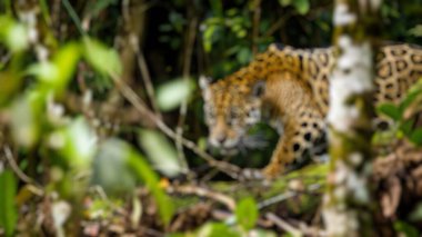 Ormanda ya da tropikal ormanda yeşilliklerin arasında yürüyen ve saklanan leoparın bulanık arka planı. Hayvan kamuflajına odaklı vahşi yaşam fotoğrafçılığı. Doğa koruma ve orman hayvanları. Aktar.