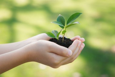 Ormanların yeniden ağaçlandırılması ve uzun vadeli çevresel sürdürülebilirlik konusundaki çevre bilincinin desteklenmesi, sürdürülebilir bir gelecek için daha yeşil doğayı beslemek amacıyla çocuk bitki ya da verimli topraklarda filizlenir. Döngü