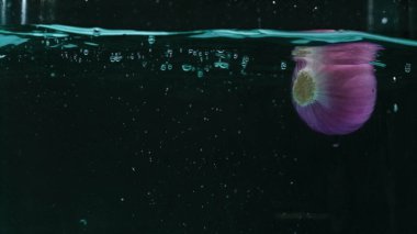 Suya dökülen kırmızı soğanlı makro su ve ayrık siyah arka plan. Siyah arka planda yüksek hızlı fotoğrafçılık. Yemek pişirme ve tazelik konsepti. Poster için tasarım. Pabulum.