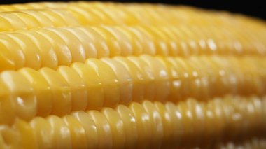 Taze mısırın yakından bakıldığında siyah arkaplanı olan altın sarısı bir çekirdek görülüyor. Bu tombul ve besin değeri yüksek mücevher, tatlı ve tereyağlı olduğunu ima eden parlak bir parıltıya sahip. Geliştirilebilir.