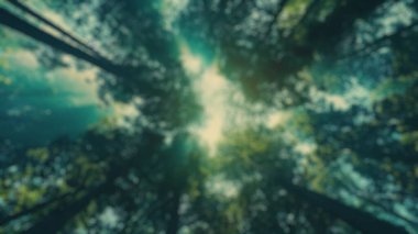 Yoğun yeşil bir ormanın içinden süzülen güneş ışığının bulanık arkaplanı sükuneti ve doğal güzelliği vurguluyor. Huzurlu orman manzarası. Çevre koruma temaları için tasarım. Aktar.