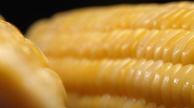 Taze mısırın yakından bakıldığında siyah arkaplanı olan altın sarısı bir çekirdek görülüyor. Bu tombul ve besin değeri yüksek mücevher, tatlı ve tereyağlı olduğunu ima eden parlak bir parıltıya sahip. Geliştirilebilir.