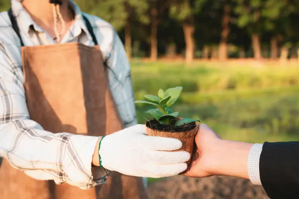 stock image Eco-business company empower farmer with eco-friendly farming practice and clean agricultural technology. Cultivate sustainable future nurturing plants to grow and thrive. Gyre