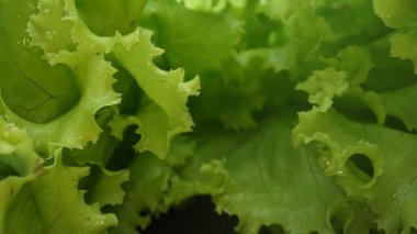 Makrografi, taze marul yaprakları siyah arka planda göze çarpar, çarpıcı bir görsel kontrast yaratır. Her yakın çekim marulun karmaşık detaylarını ve dokusunu yakalar. Geliştirilebilir.